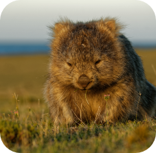 wombat